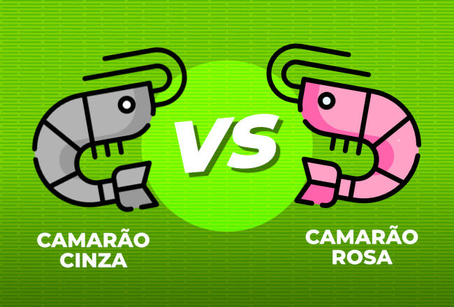 Camarão cinza x camarão rosa: você sabe qual é a diferença?